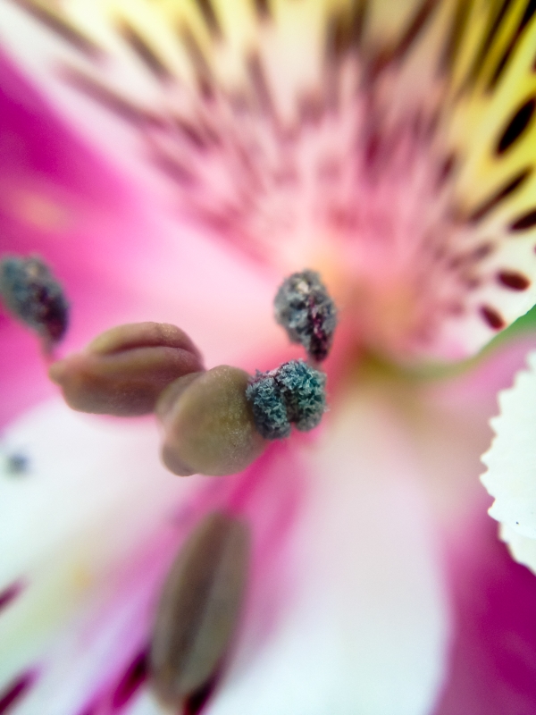 pistil and stamen